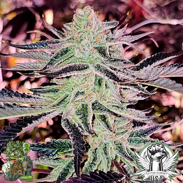 aurelium 1_600x600.jpg