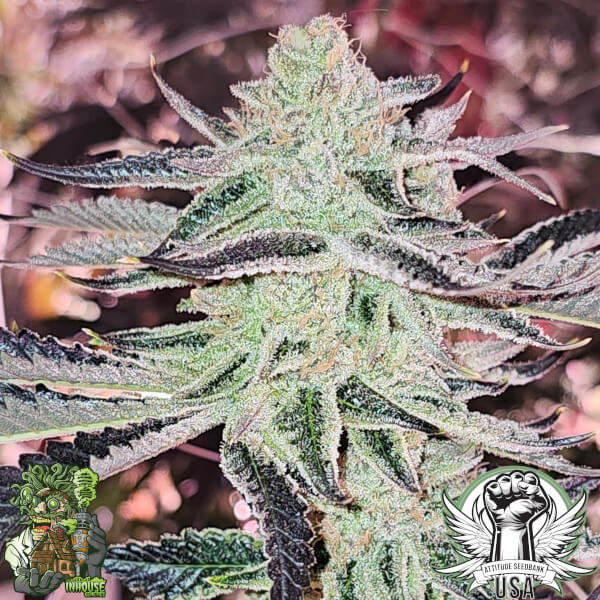 aurelium 2_600x600.jpg