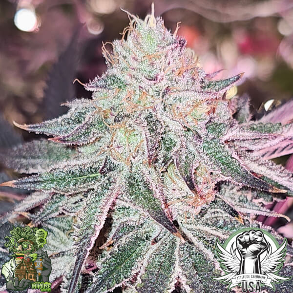 aurelium 3_600x600.jpg