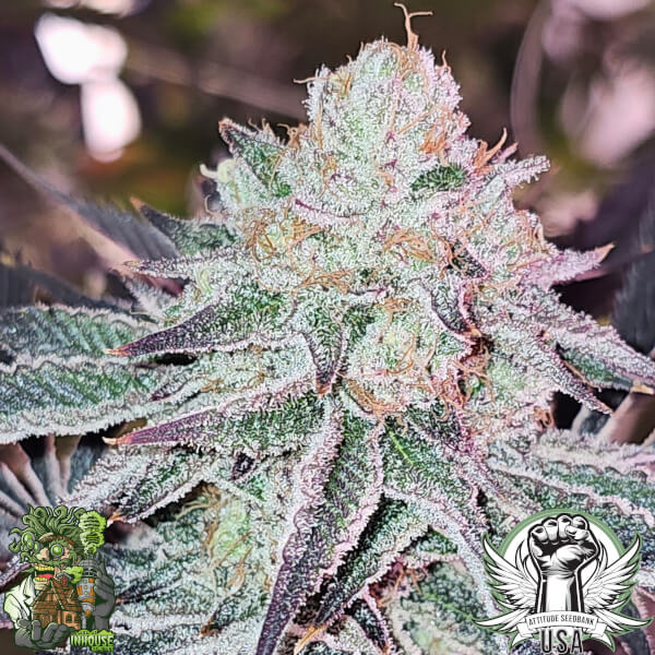 aurelium 5_600x600.jpg