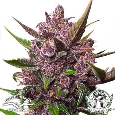 Dutch Passion Seeds Blackberry Kush AUTO
