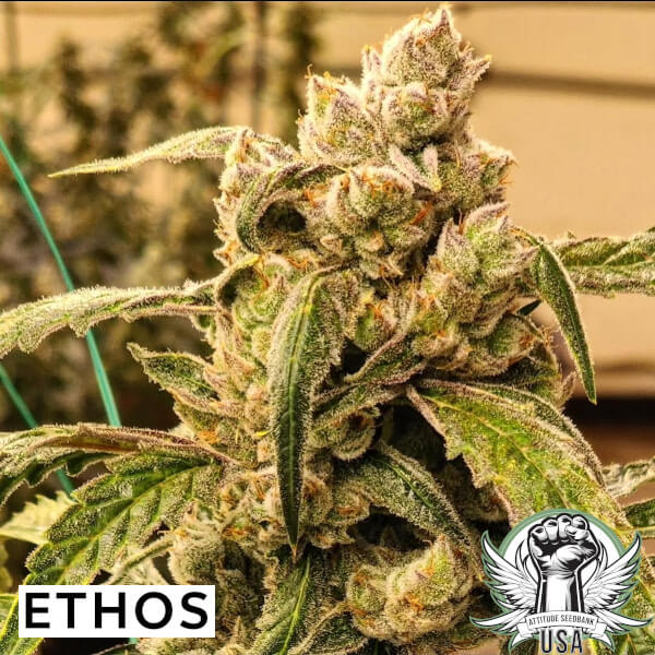 Ethos Genetics Seeds Banana Jealousy IBL AUTO