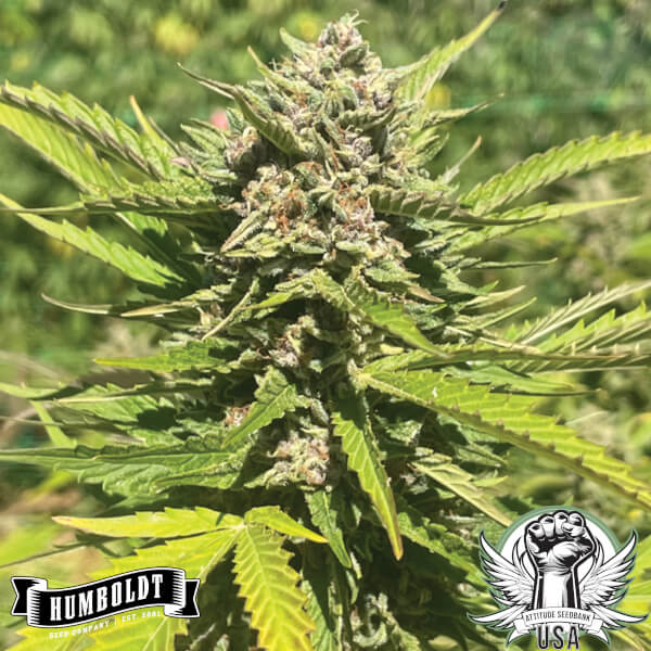 Humboldt Seed Company Banana Melt