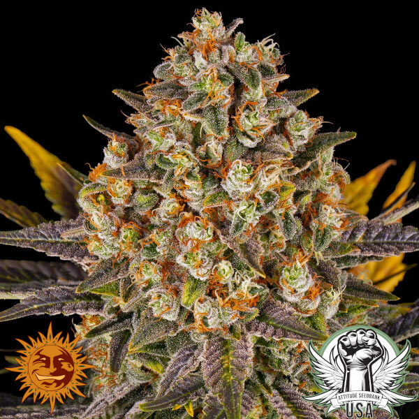 Barney's Farm Seeds Banana Punch