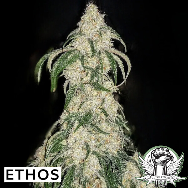 Ethos Genetics Seeds Big Fat N' Fruity R1 aka BFF