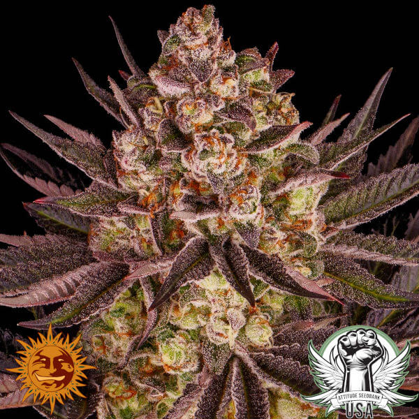 Barney's Farm Seeds Biscotti Mintz