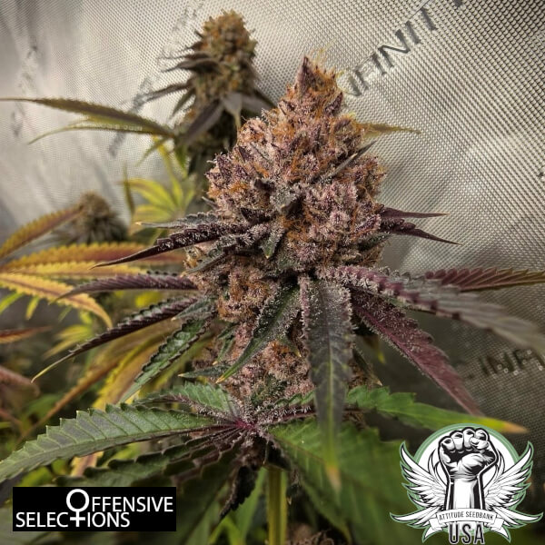 Offensive Selections Seeds Black Cat