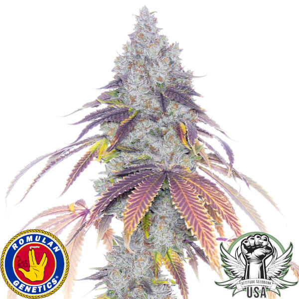 Romulan Genetics Seeds Blacklung