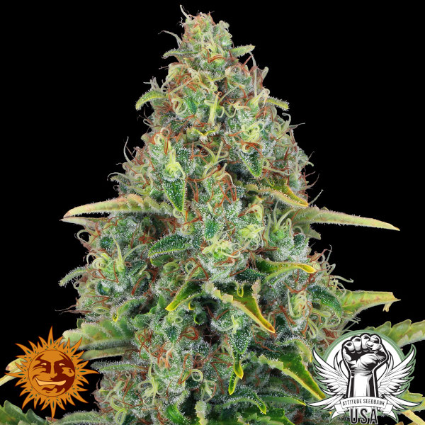 Barney's Farm Seeds Blueberry Cheese AUTO aka Blue Cheese