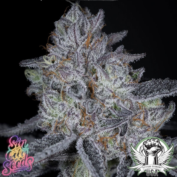 SinCity Seeds Blue Lime Runtz