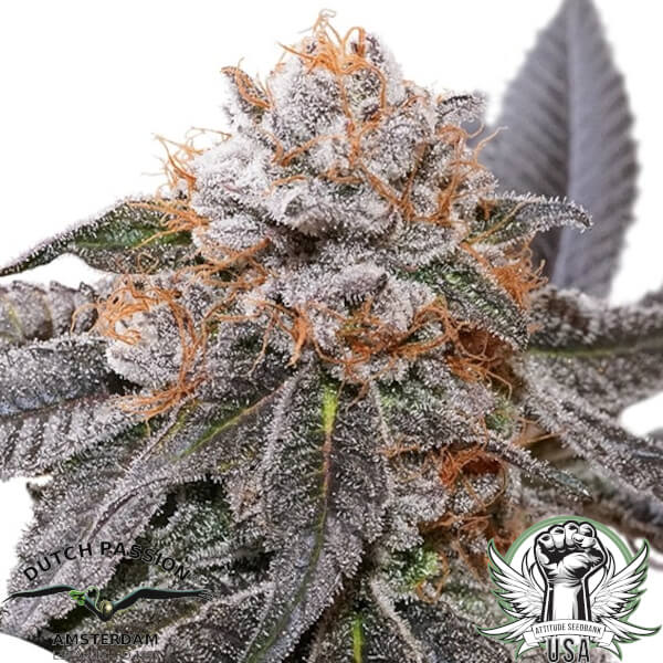 Dutch Passion Seeds Blue Zushi
