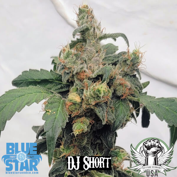 blueberry bubblicious 2_600x600.jpg