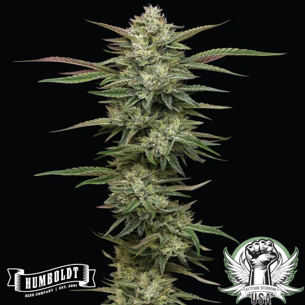 Humboldt Seed Company Blueberry Cupcake