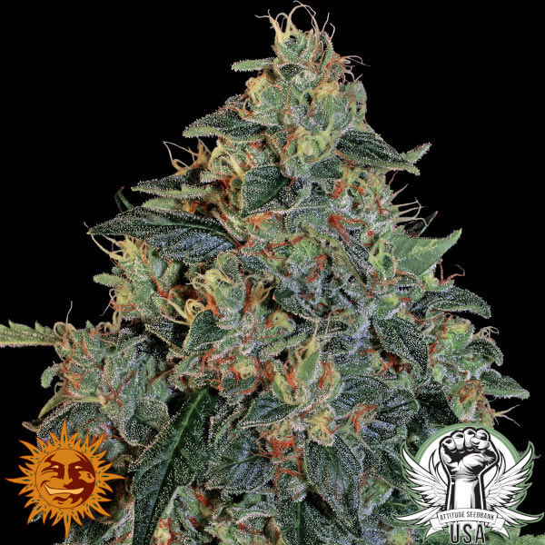 Barney's Farm Seeds Blueberry OG