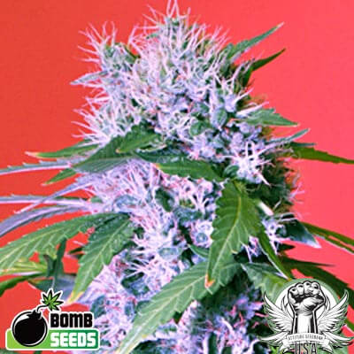 Bomb Seeds Berry Bomb
