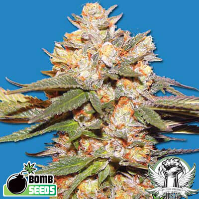 Bomb Seeds Big Bomb AUTO