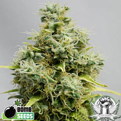 Bomb Seeds Big Bomb
