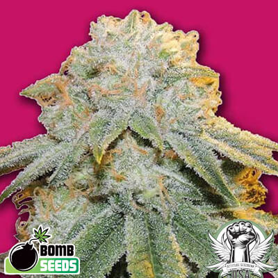 bomb seeds bubble bomb auto_400x400.jpg
