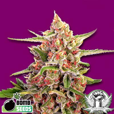 Bomb Seeds Cherry Bomb