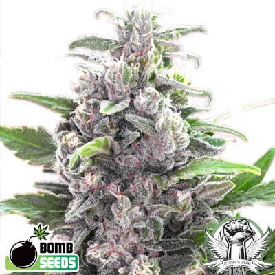 Bomb Seeds THC Bomb