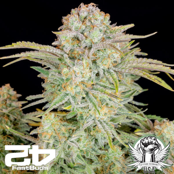 FastBuds Seeds Bruce Banner AUTO