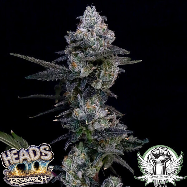 Heads Reasearch Seeds Brumale