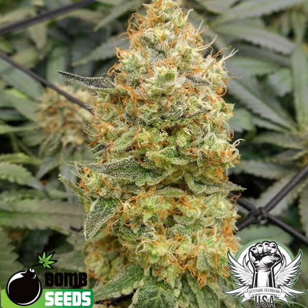 Bomb Seeds Bubble Bomb