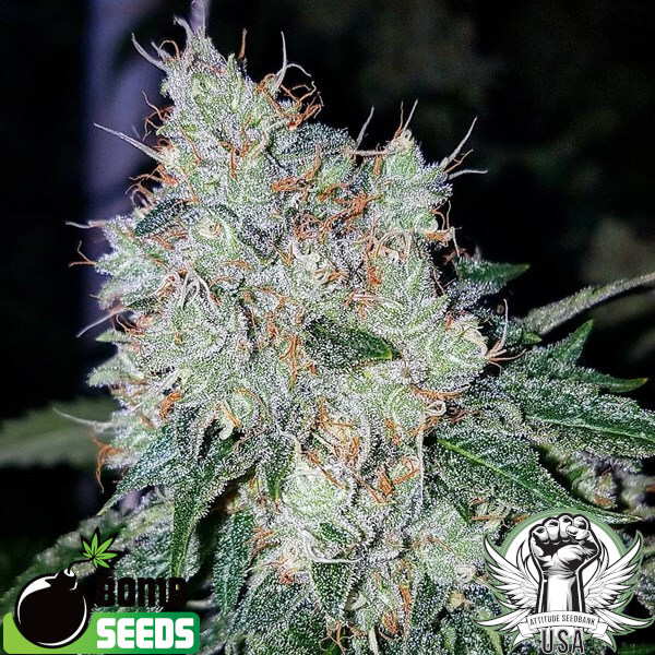 bubble bomb 3 600x600_600x600.jpg