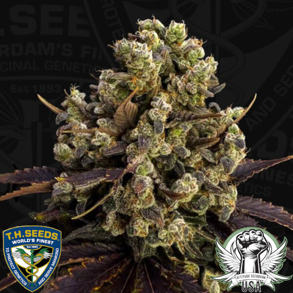 Th Seeds BubbleDawg
