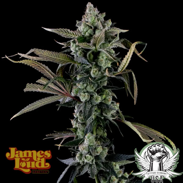 James Loud Genetics Seeds Candy Island
