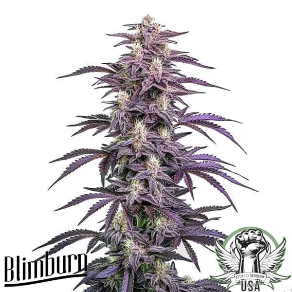Blimburn Seeds Candyland Peyote