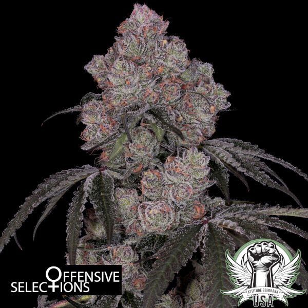 Offensive Selections Seeds Category 5