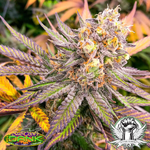 SubCool Seeds Cheesequake BX