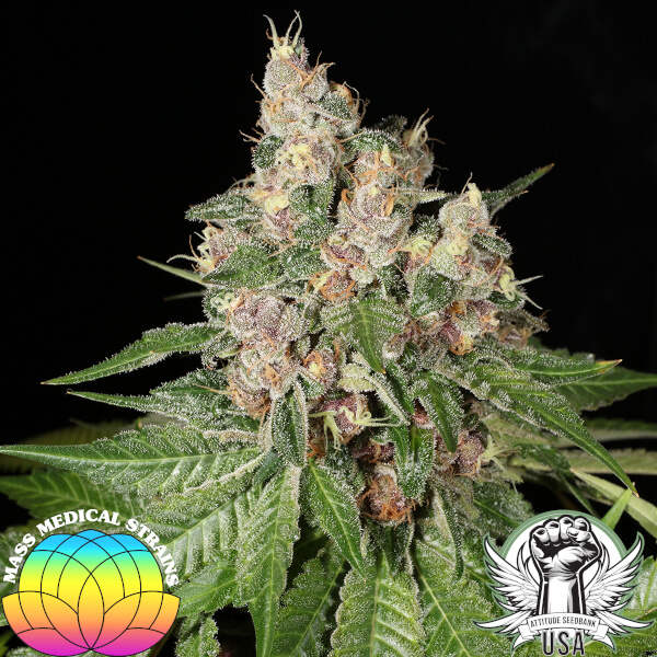 Mass Medical Strains Seeds Chem Pupil V2