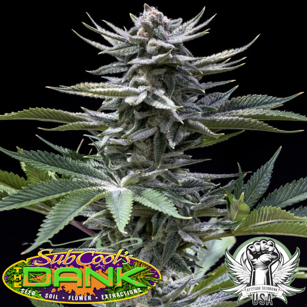 Subcool Seeds Chernobyl F2