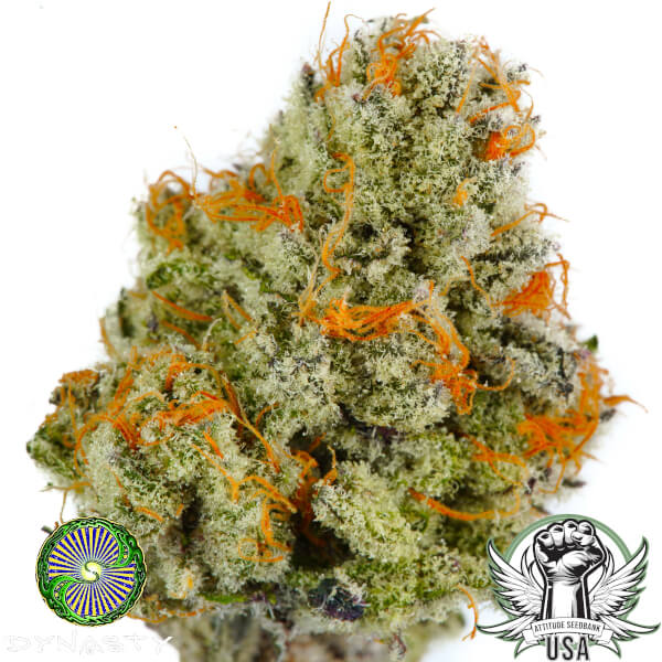 Dynasty Genetics Seeds Cherry Berry Punch
