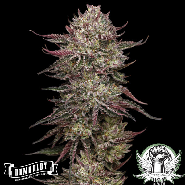 Humboldt Seed Company Chicken N' Wafflez