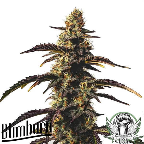 Blimburn Seeds Chocolate Mint OG