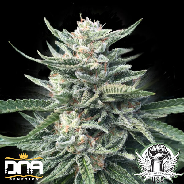 DNA Genetics Seeds Chocolope 256