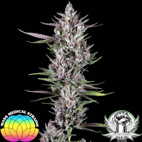 Mass Medical Strains Seeds Chupil