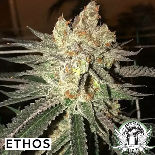 Ethos Genetics Seeds Citral Flo BX1