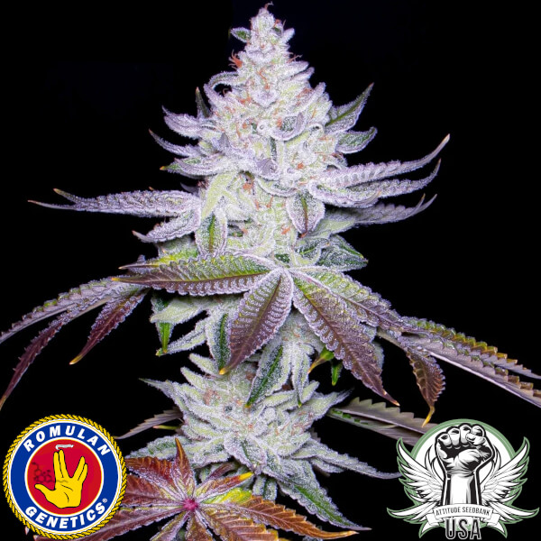 Romulan Genetics Seeds Communion