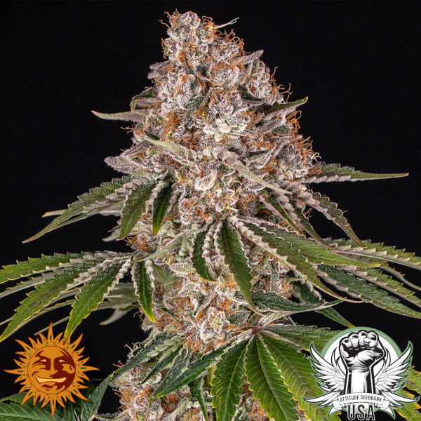 Barney's Farm Seeds Cookie Casket (Doja Collab)