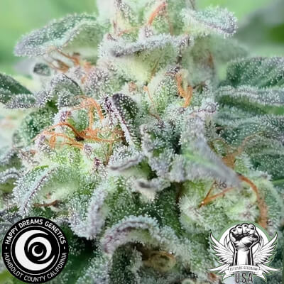 Happy Dreams Genetics Cranberry Z-Bomb