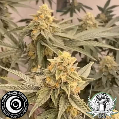 cranberry zbomb 3._400x400.jpeg