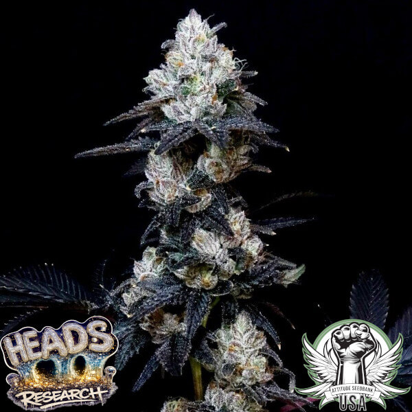 Heads Research Seeds Cremoso