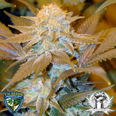 TH Seeds Critical Hog