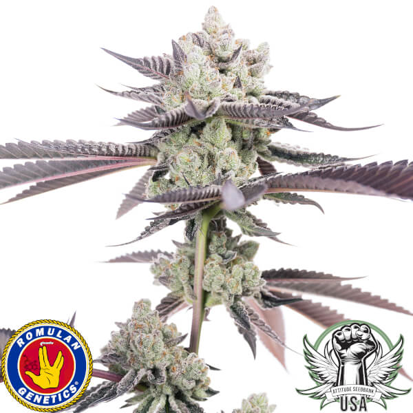 Romulan Genetics Seeds Dank Diggler F1