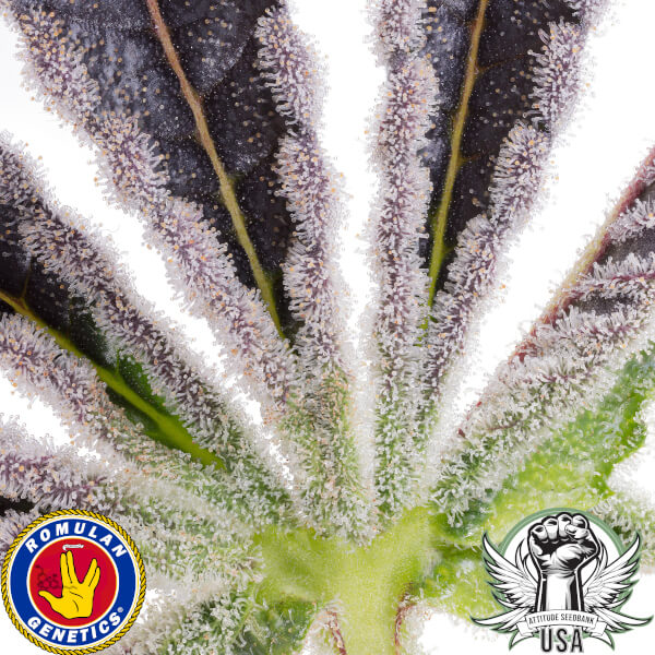 dank diggler leaf macro romulan genetics_600x600.jpg
