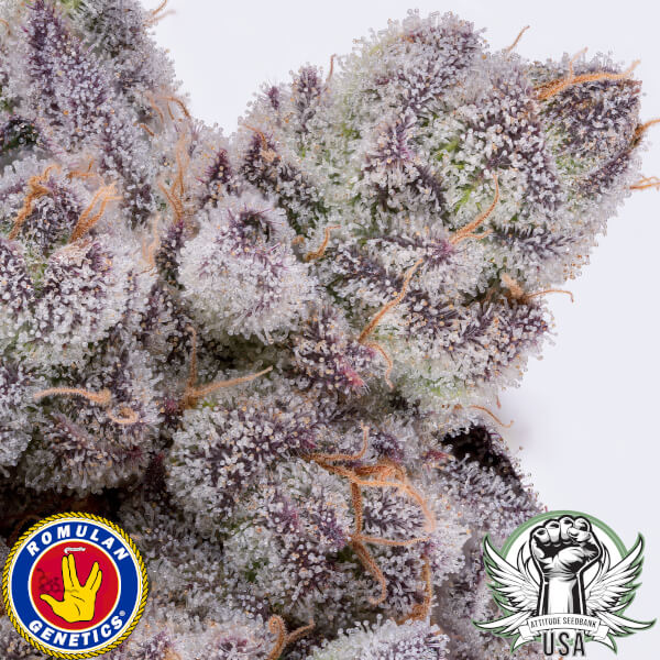 dank diggler macro romulan genetics_600x600.jpg